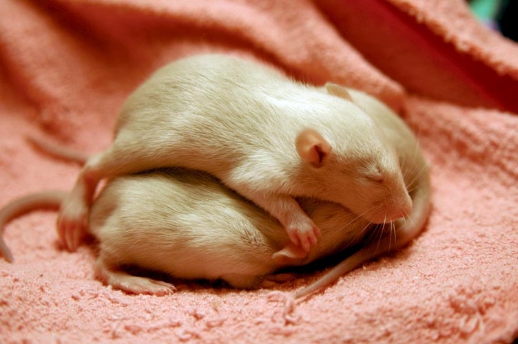 Beige baby rats photograph. 