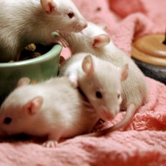 Four little rats