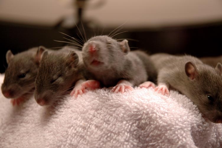 Brown baby rats photograph. Another stretch is required!