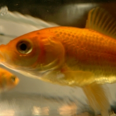Two goldfish swimming