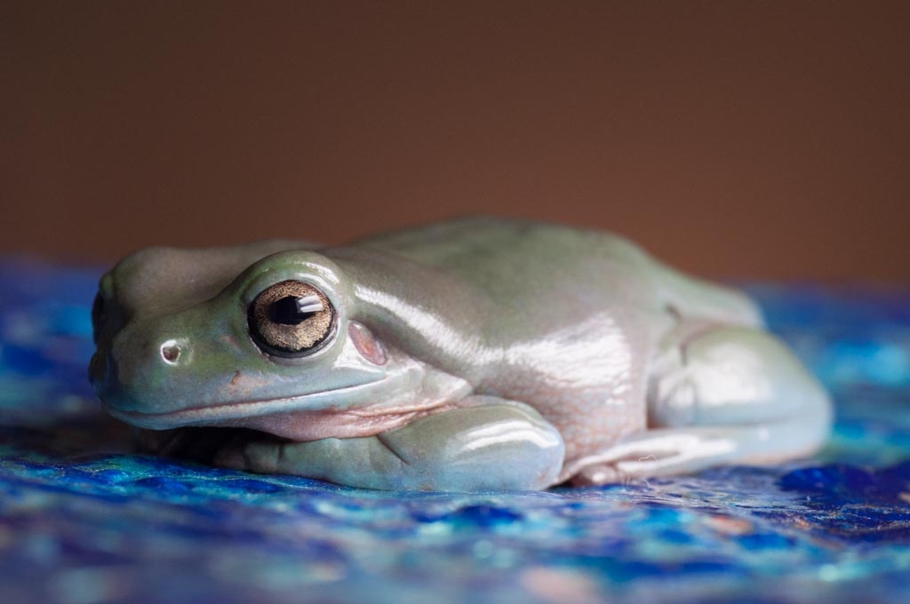 Frogs photograph. My white's tree frog on a blue painting, relaxing