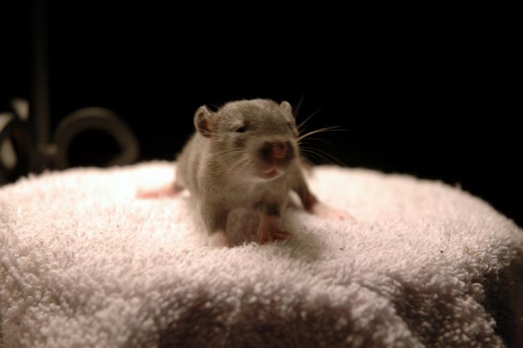 One brown baby rat photograph. One brown baby rat on a towel