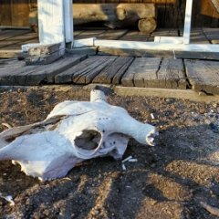 Skull in Austin, Nevada