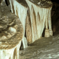Cave shields in Crystal Sequoia Cave