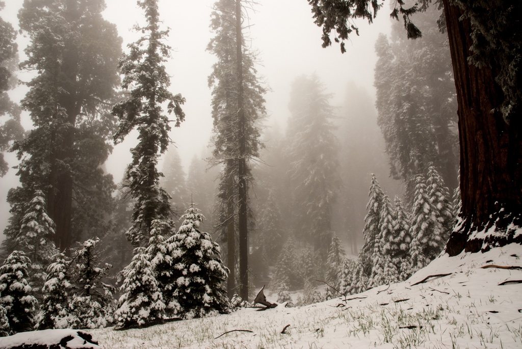 Lilburn Cave and Snow in King's Canyon photograph. The redwoods up here are gorgeous.