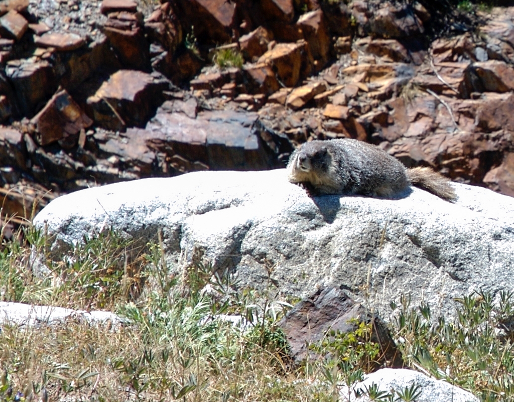Mineral King, California photograph. A marmoset sunning himself on a rock at Mineral King.