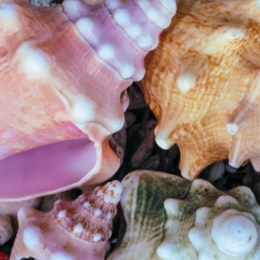 Mona Island sea shells