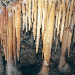 Palmer's cave columns