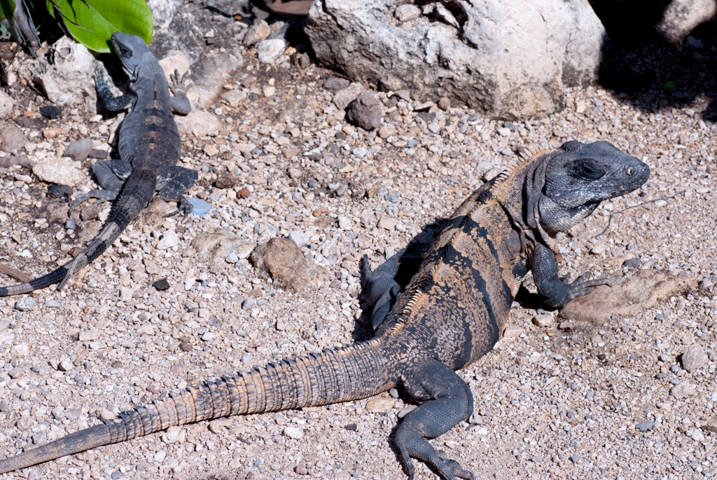 Mexico Caves & Cenotes photograph. Tulum iguanas