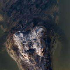 Alligator or crocodile
