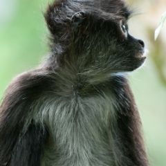 Yucatan monkey looks pensive
