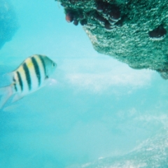 Fish in Yalku Lagoon