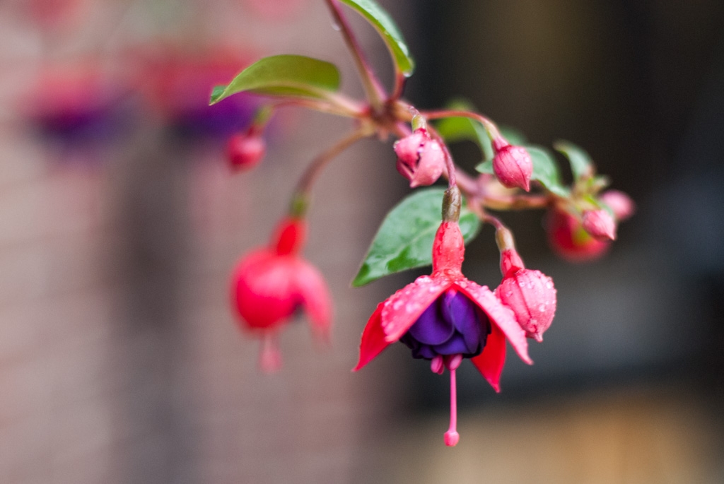 Flowers and plants photograph. Fuchsia blooms are dark purple and red. Some of these buds haven't opened yet. There is a fine spray of water droplets on them; I had just watered them.