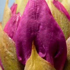Macro shot of rhododendron blooms