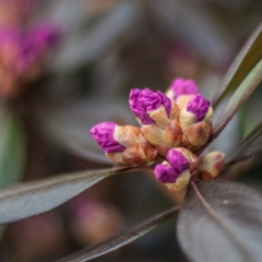 Budding rhododendron