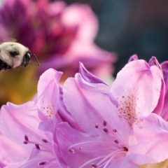 Rhododendron with bumblebee in flight