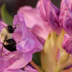 Rhododendron and bumblebee