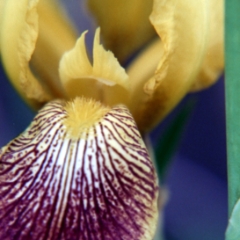 Yellow and purple flower closeup