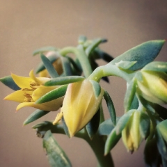 Yellow succulent blooms instagram