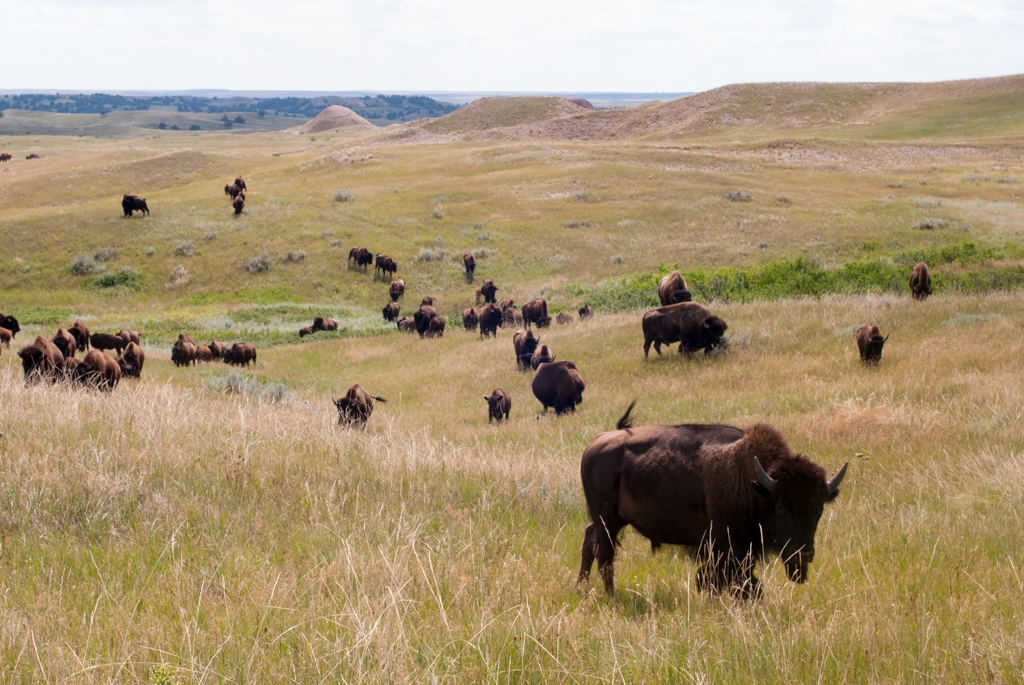 Badlands National Park, South Dakota photograph. I see some with horns!
