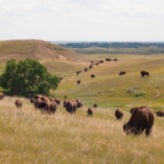 Bison getting closer on the grassy hills