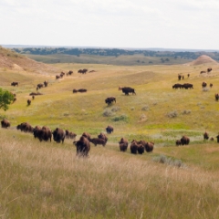 Distant bison are getting closer