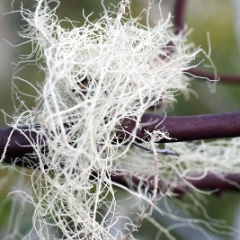 Spanish moss on a Manzanita tree