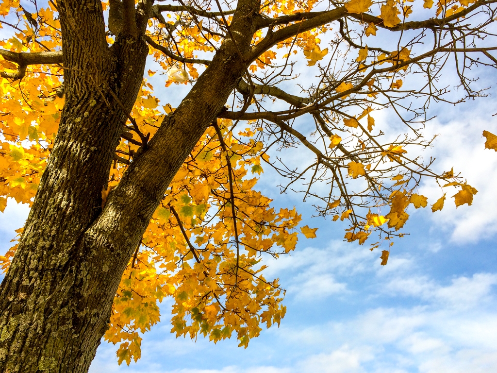 Boston, Massachusetts photograph. Yellow leaves against a blue sky!