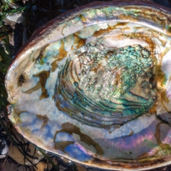 Abalone shell inside