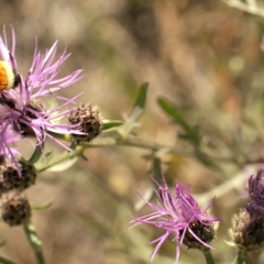 Bee on purple flower closeup
