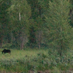 Moose in Grand Teton