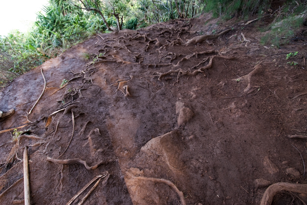 Kauai, Hawaii photograph. This was a trail near Princeville. It was very pretty but too muddy and steep for me to want to continue.