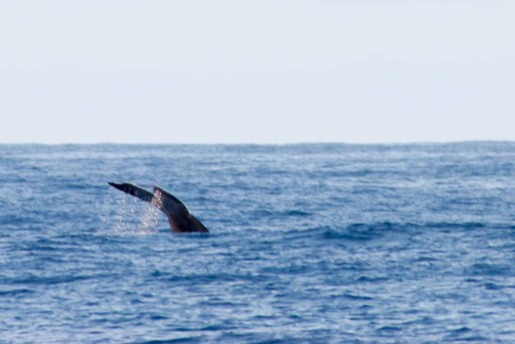 Kauai, Hawaii photograph. Whale spotted off the Na Pali Coast.