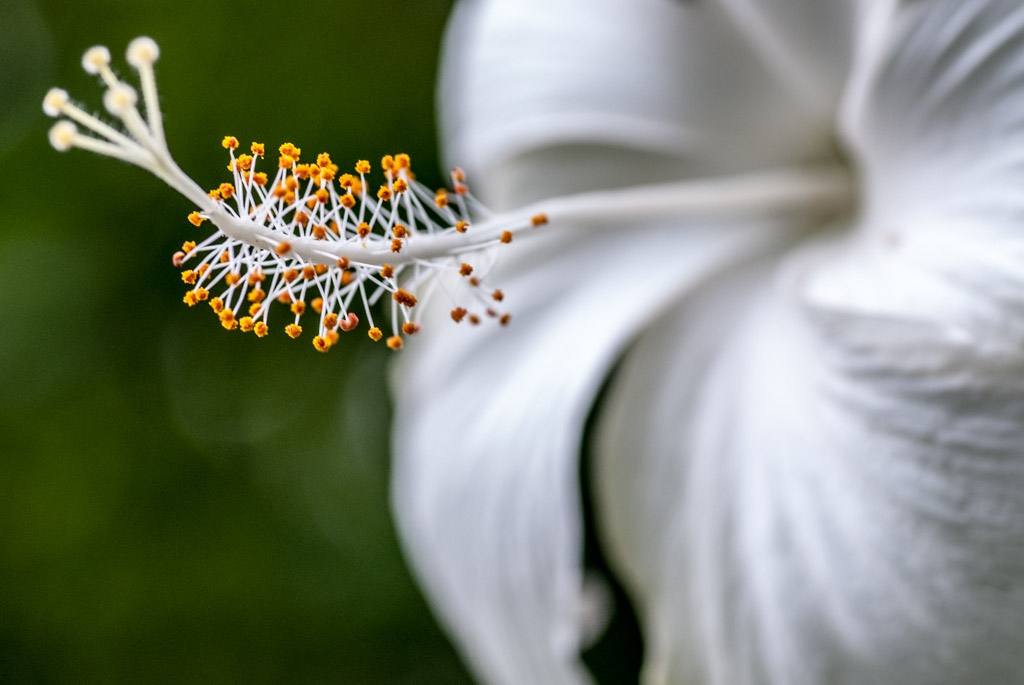 Kauai, Hawaii photograph. Here is a slightly different cropped version of this flower lining up to the rule of thirds