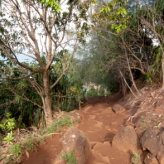 Kauai hiking trail with many roots
