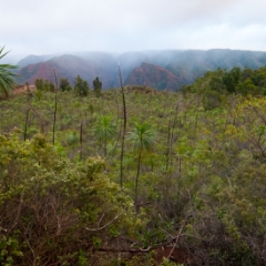 Lush landscape on Kauai