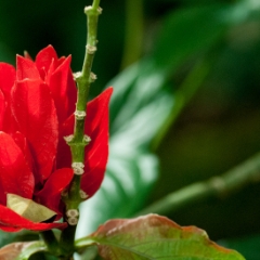Red flower with green leaves