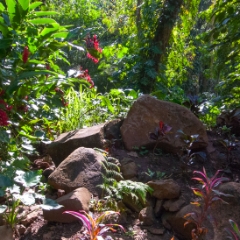 Everything in Kauai is a tropical garden
