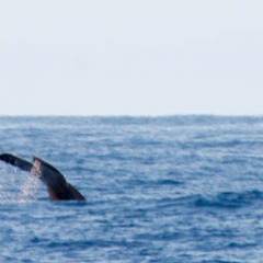 Whale tail off Na Pali Coast