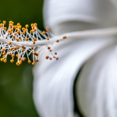 White flower, rule of thirds