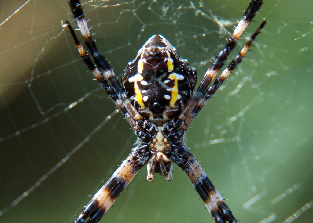 Kona, Hawaii photograph. This banana spider, Argiope appensa, looks scarier than he is. 

