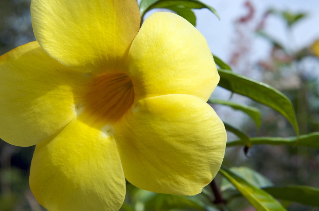 Kona, Hawaii photograph. Big yellow flower coming right at you! BOOM