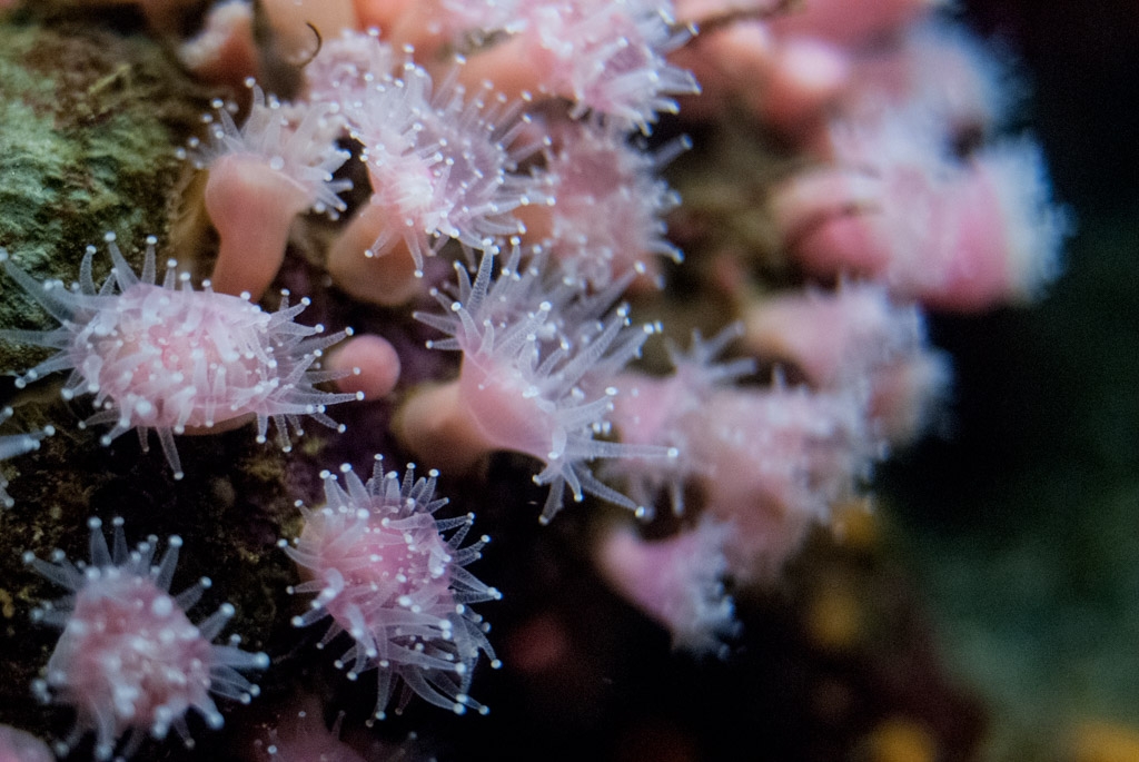 Monterey Bay Aquarium, California photograph. Anemonemonemone! Sea anemone at Monterey Bay Aquarium