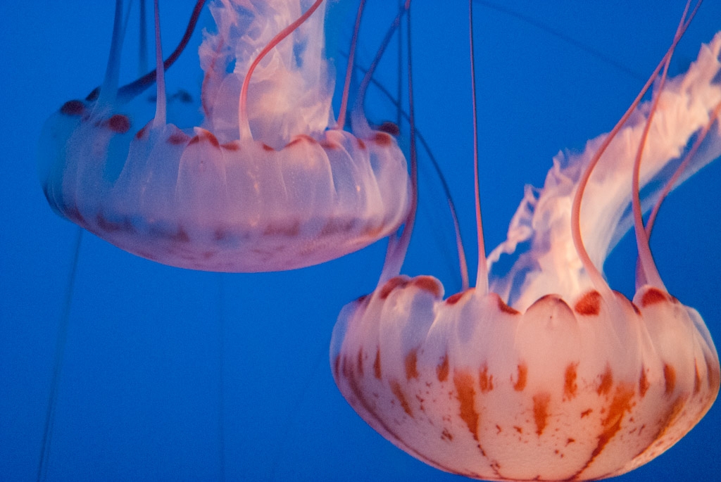 Monterey Bay Aquarium, California photograph. Jellyfish at Monterey Bay Aquarium
