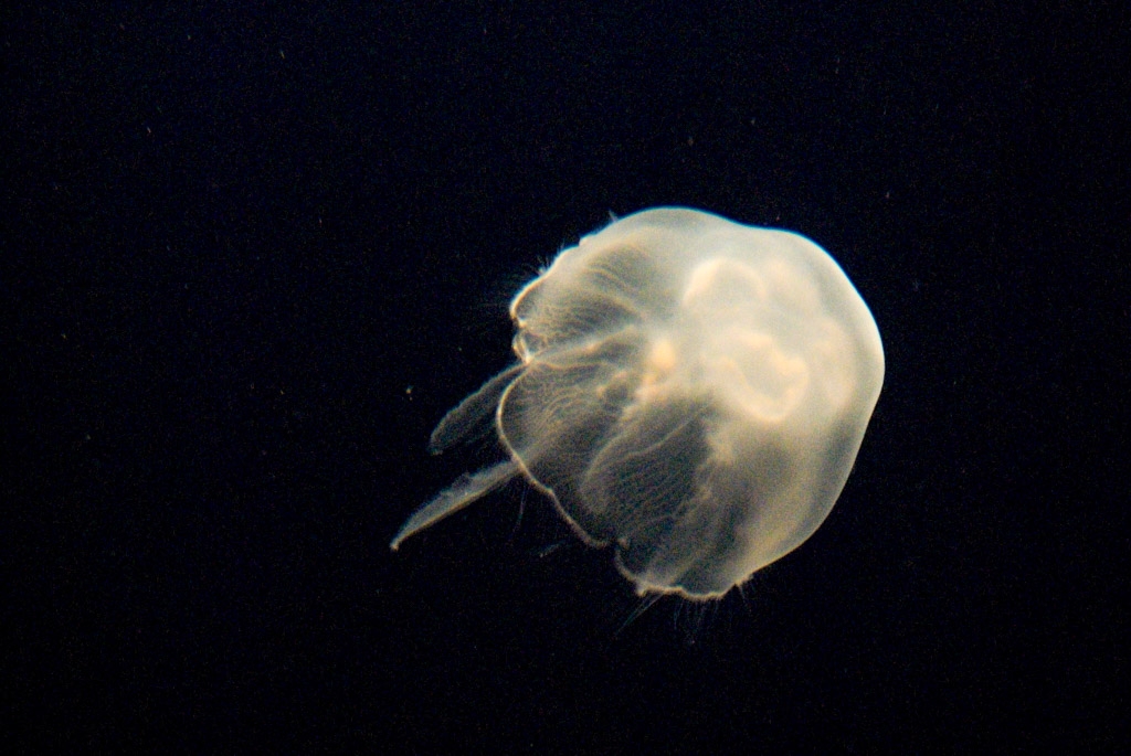 Monterey Bay Aquarium, California photograph. 