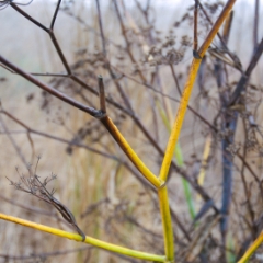 Colorful twigs at the shoreline