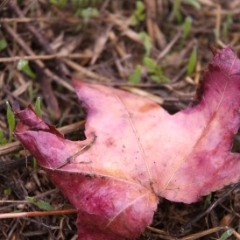 Fall leaf has fallen