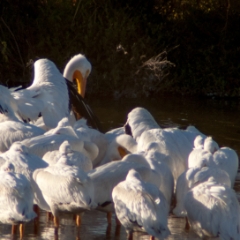 Shoreline birds: pelicans