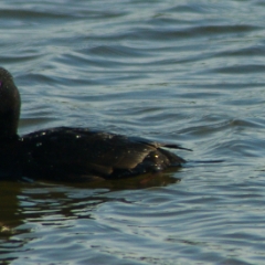 Shoreline birds: duck