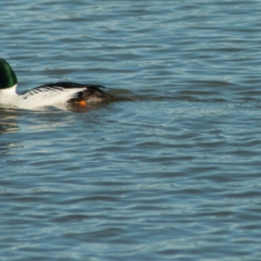 Shoreline birds: duck
